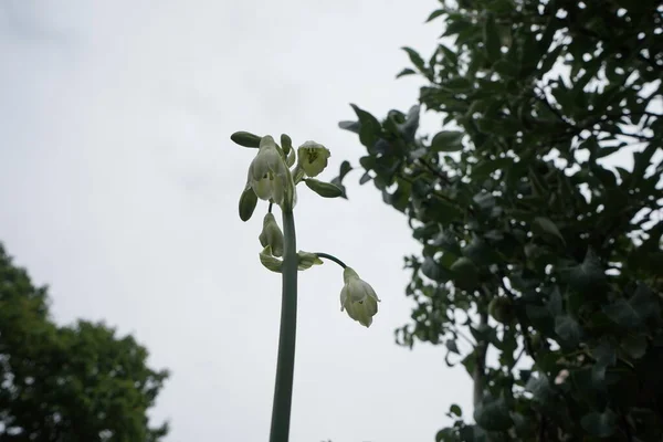 Júliusban Galtonia Viridiflora Fehér Virággal Virágzik Ornithogalum Viridiflorum Galtonia Viridiflora — Stock Fotó