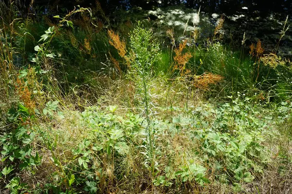 Erigeron Canadensis Syn Conyza Canadensis Est Une Plante Herbacée Genre — Photo