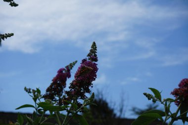 Kelebek Vanessa Cardui Temmuz ayında Buddleja Daviddi 'nin çiçeklerine tünedi. Vanessa Cardui, boyalı bayan, kozmopolit, tüm kelebek türlerinin en yaygın olanıdır. Berlin, Almanya 