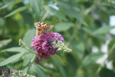 Kelebek Vanessa Cardui Temmuz ayında Buddleja Daviddi 'nin çiçeklerine tünedi. Vanessa Cardui, boyalı bayan, kozmopolit, tüm kelebek türlerinin en yaygın olanıdır. Berlin, Almanya 