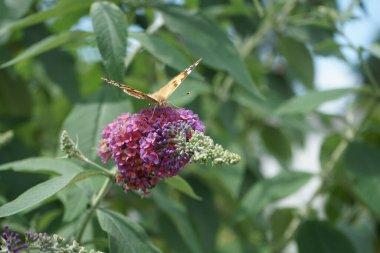 Butterfly Vanessa cardui perched on the flowers of Buddleja davidii 'Flower-Power' in July. Vanessa cardui, the painted lady, the cosmopolitan, is the most widespread of all butterfly species. Berlin, Germany  clipart