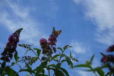 Kelebek Vanessa Cardui Temmuz ayında Buddleja Daviddi 'nin çiçeklerine tünedi. Vanessa Cardui, boyalı bayan, kozmopolit, tüm kelebek türlerinin en yaygın olanıdır. Berlin, Almanya 