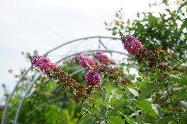 Kelebek Vanessa Cardui Temmuz ayında Buddleja Daviddi 'nin çiçeklerine tünedi. Vanessa Cardui, boyalı bayan, kozmopolit, tüm kelebek türlerinin en yaygın olanıdır. Berlin, Almanya 