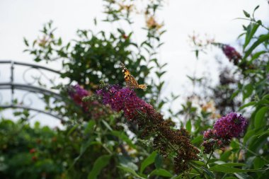 Kelebek Vanessa Cardui Temmuz ayında Buddleja Daviddi 'nin çiçeklerine tünedi. Vanessa Cardui, boyalı bayan, kozmopolit, tüm kelebek türlerinin en yaygın olanıdır. Berlin, Almanya 