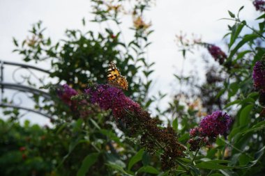 Kelebek Vanessa Cardui Temmuz ayında Buddleja Daviddi 'nin çiçeklerine tünedi. Vanessa Cardui, boyalı bayan, kozmopolit, tüm kelebek türlerinin en yaygın olanıdır. Berlin, Almanya 