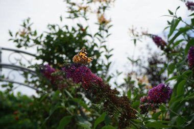 Kelebek Vanessa Cardui Temmuz ayında Buddleja Daviddi 'nin çiçeklerine tünedi. Vanessa Cardui, boyalı bayan, kozmopolit, tüm kelebek türlerinin en yaygın olanıdır. Berlin, Almanya 