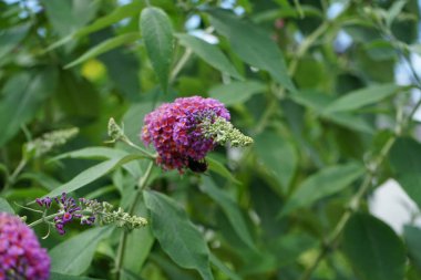 Bumblebee Bombus lapidarius Temmuz 'da Buddleja Daviddi' nin çiçeklerinin üzerine oturur. Bombus lapidarius, Melanobombus cinsi içinde bir yaban arısı türüdür. Berlin, Almanya 
