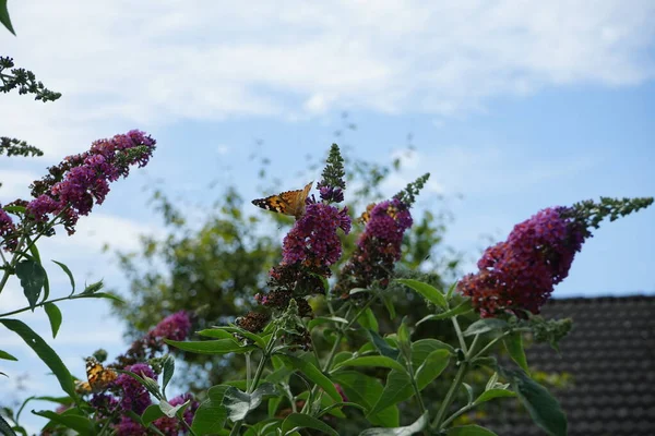 Vanessa Cardui Motyle Usiadł Kwiatach Buddleja Davidii Flower Power Lipcu — Zdjęcie stockowe