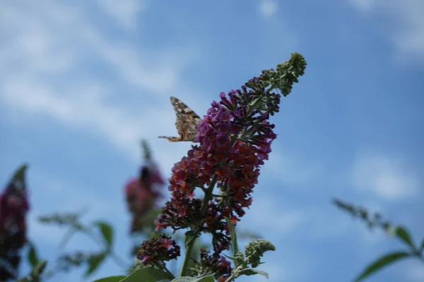 Schmetterling Vanessa Cardui Hockte Juli Auf Den Blüten Von Buddleja — Stockfoto