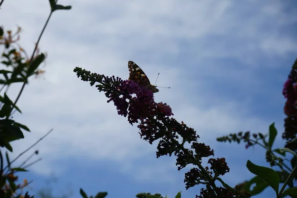 Mariposa Vanessa Cardui Posada Sobre Las Flores Buddleja Davidii Flower — Foto de Stock