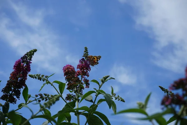 Vlinder Vanessa Cardui Zat Juli Bloemen Van Buddleja Davidii Flower — Stockfoto
