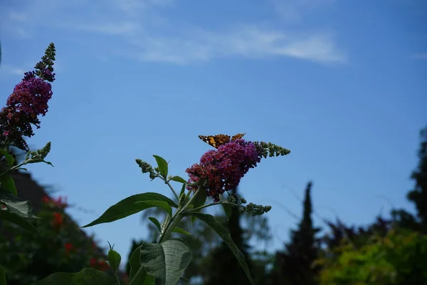 Fluturele Vanessa Cardui Cocoșat Florile Lui Buddɔidii Flower Power Iulie — Fotografie, imagine de stoc