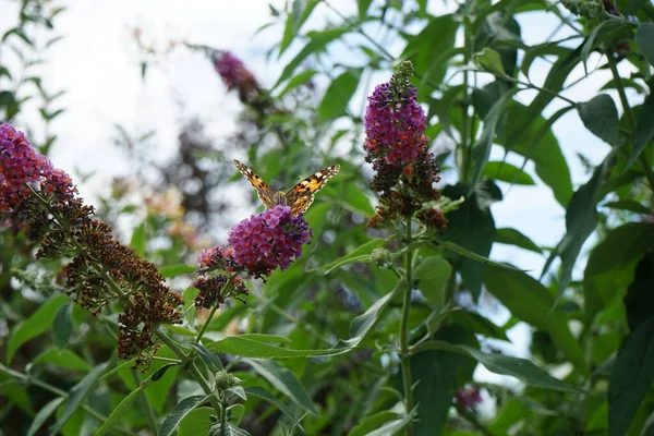 Motýl Vanessa Cardui Seděla Květinách Buddleja Davidii Flower Power Červenci — Stock fotografie