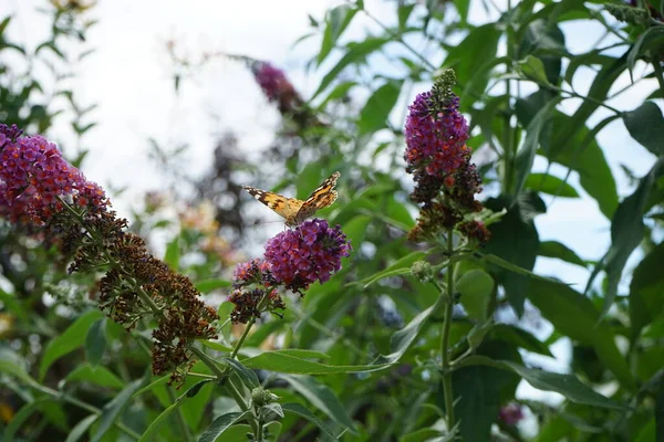 バタフライ ヴァネッサ カルデイは 7月にブッダ デイビッドイ 花の力 の花に包まれました 絵を描いた女性であるヴァネッサ カルデイは すべての蝶種の中で最も普及しています — ストック写真
