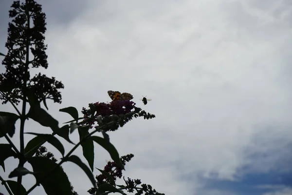 Motyl Vanessa Cardui Bumblebee Bombus Lapidarius Latać Nad Buddleja Davidii — Zdjęcie stockowe