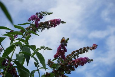 Kelebek Vanessa Cardui Temmuz ayında Buddleja Daviddi 'nin çiçeklerine tünedi. Vanessa Cardui, boyalı bayan, kozmopolit, tüm kelebek türlerinin en yaygın olanıdır. Berlin, Almanya 