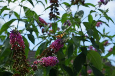 Kelebek Vanessa Cardui Temmuz ayında Buddleja Daviddi 'nin çiçeklerine tünedi. Vanessa Cardui, boyalı bayan, kozmopolit, tüm kelebek türlerinin en yaygın olanıdır. Berlin, Almanya 