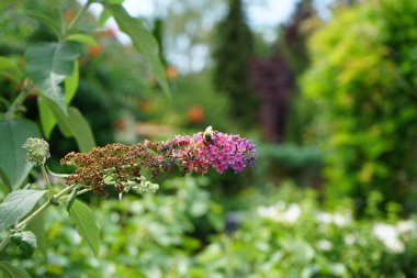 Bir Avrupa bal arısı Temmuz ayında Buda Daviddii 'nin çiçeklerinden' Çiçek Gücü 'nektar toplar. Batı bal arısı, Avrupa bal arısı, Apis mellifera bir haşerat böceği. Berlin, Almanya  