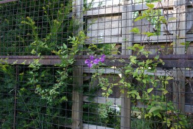 Clematis viticella 'Polonya Ruhu' Temmuz ayında mor-kırmızı çiçeklerle açar. Clematis viticella (İtalyanca: 