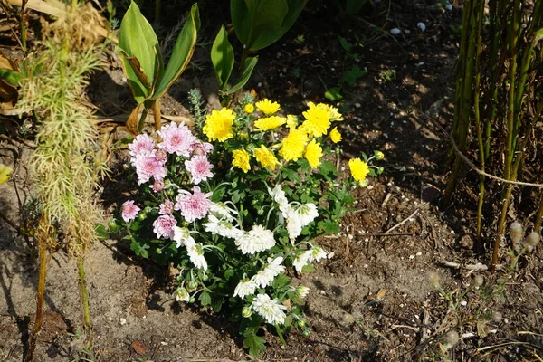 Crisantemos Multicolores Crisantemo Grandiflorum Trío Florecen Con Flores Amarillas Blancas — Foto de Stock