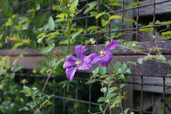 Clematis viticella 'Polish Spirit' blooms with purple-red flowers in July. Clematis viticella, the Italian leather flower, purple clematis, or Virgin's bower, is a species of flowering plant in the buttercup family Ranunculaceae. Berlin, Germany