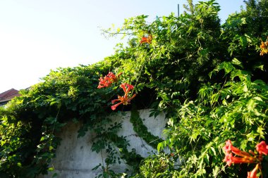 Kampüs radyanları temmuzda çiçek açar. Kamp radyanları, trompet asması, trompet sarmaşığı, trompet sarmaşığı, inek sarmaşığı veya sinekkuşu sarmaşığı, Bignoniaceae familyasından bir bitki türüdür. Berlin, Almanya  