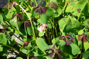 Oxalis Deppei 'Demir Haç' temmuzda çiçek açar. Oxalis, Oxalidaceae familyasından bir bitki cinsidir. Berlin, Almanya 