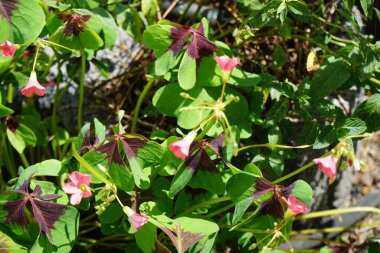 Oxalis Deppei 'Demir Haç' temmuzda çiçek açar. Oxalis, Oxalidaceae familyasından bir bitki cinsidir. Berlin, Almanya 