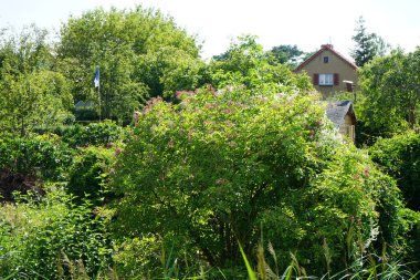 Sambucus zencisi temmuzda büyür. Sambucus nigra, Adoxaceae, Adoxaceae familyasından bir bitki türü kompleksi. Almanya 