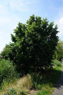 Tilia Platyphyllos temmuzda büyür. Tilia platyphyllos, Malvaceae, Tiliaceae familyasından bir bitki türü. Berlin, Almanya 