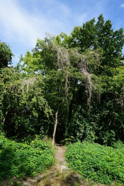 Temmuzda dinlenme alanındaki güzel yaz bitkileri. Berlin, Almanya