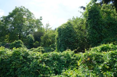 Tırmanma bitkisi Humulus lupulus temmuzda büyür. Humulus lupulus, kenevirgiller (Cannabinaceae) familyasından bir bitki türü. Berlin, Almanya