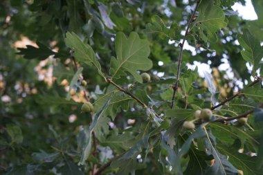Temmuz 'da meyveli Quercus Robur. Quercus robur, kayın ve meşe (Fagaceae) familyasından bir çicek türü. Berlin, Almanya 