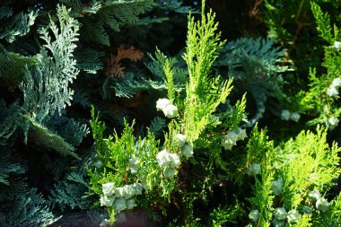 Mavi-yeşil iğneli Chamaecyparis lawsoniana ve sarı-yeşil iğneli Platycladus orientalis temmuzda büyür. Berlin, Almanya 