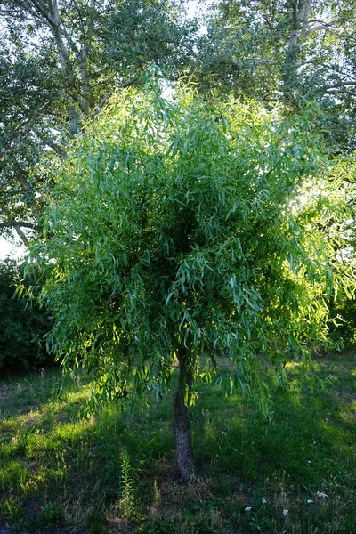 Salix Matsudana Tortuosa Grows July Corkscrew Willow Salix Matsudana Cultivar — Stock Photo, Image