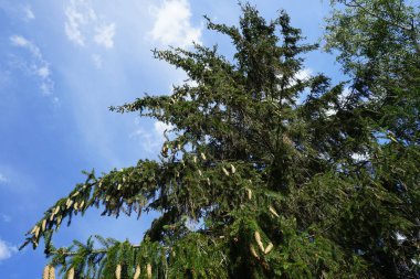 Koniler Temmuz 'da Picea abies' in dallarında büyürler. Pikea abies (Norveç ladini veya Avrupa ladini) ladin türünün bir türüdür. Berlin, Almanya 