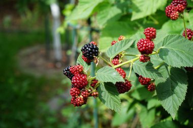 Rubus Fruticosus 'Kara Satin' temmuzda meyvelerle yetişir. Rubus fruticosus, gülgiller (Rubus) familyasından bir böğürtlen türü. Berlin, Almanya