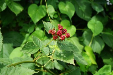 Rubus Fruticosus 'Kara Satin' temmuzda meyvelerle yetişir. Rubus fruticosus, gülgiller (Rubus) familyasından bir böğürtlen türü. Berlin, Almanya
