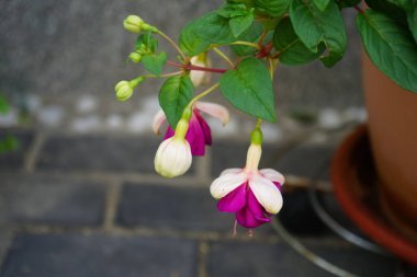 Dev fuşya 'Derin Mor', Temmuz 'da bir saksıda beyaz mor çiçeklerle çiçek açar. Fuchsia, Kıbrıs Rum Kesimi 'nin Onagraceae familyasından bir bitki cinsidir. Berlin, Almanya 