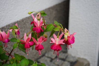 Kış dayanıklı fuşyalar, temmuzda bahçede bir saksıda çiçek açar. Fuxia, lat. Fuchsia, Kıbrıs Rum Kesimi 'nin Onagraceae familyasından bir bitki cinsidir. Berlin, Almanya 