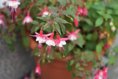 Kış dayanıklı fuşyalar, temmuzda bahçede bir saksıda çiçek açar. Fuxia, lat. Fuchsia, Kıbrıs Rum Kesimi 'nin Onagraceae familyasından bir bitki cinsidir. Berlin, Almanya 