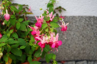 Kış dayanıklı fuşyalar, temmuzda bahçede bir saksıda çiçek açar. Fuxia, lat. Fuchsia, Kıbrıs Rum Kesimi 'nin Onagraceae familyasından bir bitki cinsidir. Berlin, Almanya 