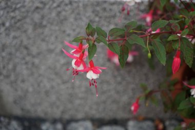 Kış dayanıklı fuşyalar, temmuzda bahçede bir saksıda çiçek açar. Fuxia, lat. Fuchsia, Kıbrıs Rum Kesimi 'nin Onagraceae familyasından bir bitki cinsidir. Berlin, Almanya 