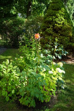 Akşam yemeği tabağı Dahlia 'Akita' Temmuz ayında kırmızı-sarı çiçeklerle çiçek açar. Dahlia, Asteraceae familyasından uzun ömürlü bir bitki cinsidir. Berlin, Almanya 