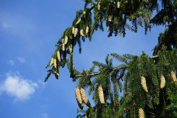 Конусы Растут Ветвях Picea Abies Июле Picea Abies Норвежская Ель — стоковое фото