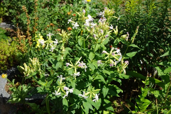 Júliusban Virágzik Saponaria Officinalis Saponaria Officinalis Közönséges Szappanféreg Ugrálófogadás Varjú — Stock Fotó