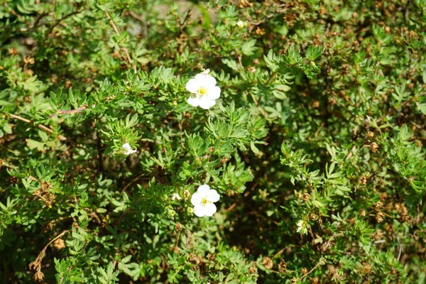 White Potentilla Fruticosa Abbotswood Fiorisce Nel Giardino Nel Mese Luglio — Foto Stock