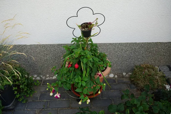 七月的花盆里盛放着巨大的蒲公英 富查是塞浦路斯族多年生植物的一个属 Onagraceae 德国柏林 — 图库照片