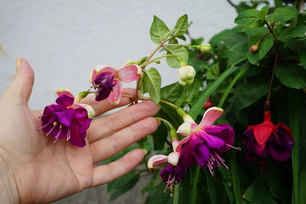 Giant fuchsias \'Deep Purple\' and \'Voodoo\' bloom in a flower pot in July. Fuchsia, is a genus of perennial plants of the Cyprus family, Onagraceae. Berlin, Germany