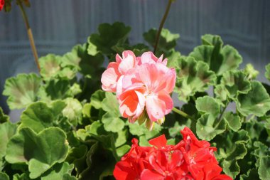 Ayakta duran sardunyalar, Pelargonium hororum, Temmuz ayında bir çiçek kutusunda çiçek açar. Pelargonium hororum, sardunya, bahçe sardunyası, Pelargonium 'un bir hiçliği. Berlin, Almanya 